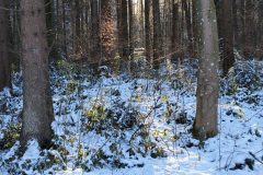 P_20210213_160412-scaled